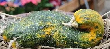 梦见摘掉歪瓜吃,摘掉歪瓜，品味人生甘甜