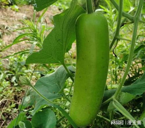 减肥可以吃瓠子瓜,天然低卡美食，轻松享瘦秘诀