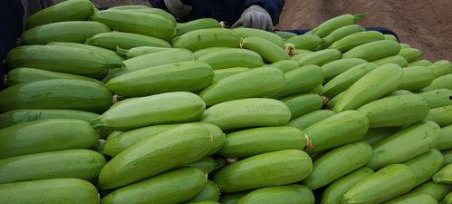 吃茭瓜坏处,揭秘茭瓜可能带来的五大坏处