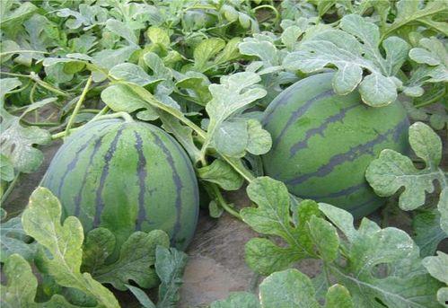 小闫在吃瓜,揭秘娱乐圈那些不为人知的幕后故事