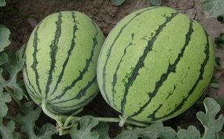 于女士吃瓜,一场甜蜜的吃瓜盛宴