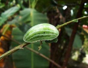 梦见弟媳摘瓜吃