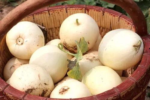 梦见弟媳摘瓜吃