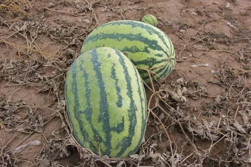 小叮吃瓜网,揭秘娱乐圈最新热点，带你畅游八卦世界