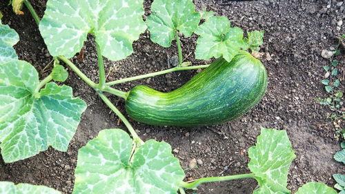 孕期怎么吃瓠瓜,瓠瓜的食用方法与益处