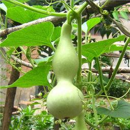 孕期怎么吃瓠瓜,瓠瓜的食用方法与益处