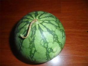 梦见瓜地挑瓜吃瓜,揭秘挑瓜吃瓜的神秘寓意