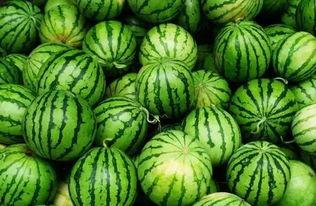 梦见瓜地挑瓜吃瓜,揭秘挑瓜吃瓜的神秘寓意