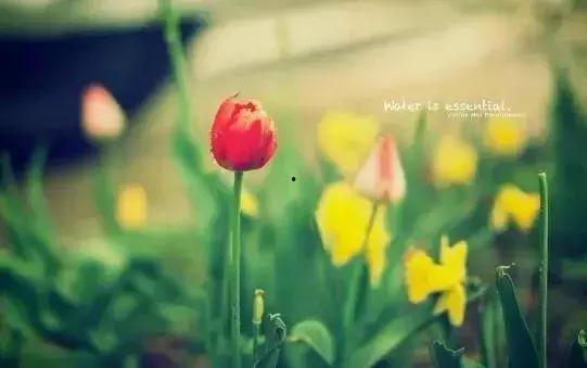 吃瓜优美短句,吃瓜群众的智慧短句集锦