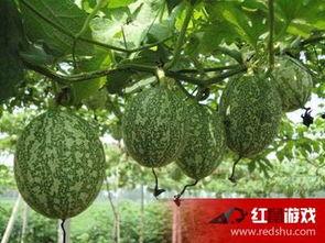 圆吊瓜咋吃,解锁美味新体验