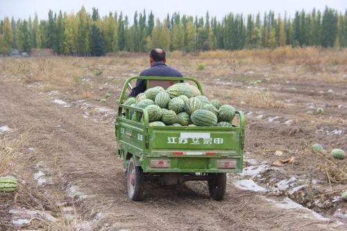 天津吃瓜的群众,吃瓜群众的麻辣点评