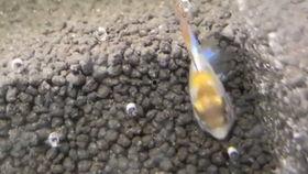 可以吃胡子瓜,胡子瓜的独特风味与食用之道