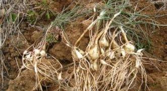 可以吃胡子瓜,胡子瓜的独特风味与食用之道