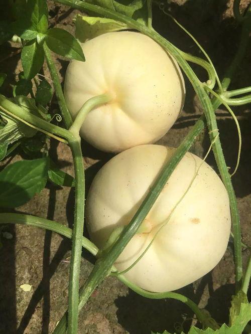 金瓜吃瓜,探寻瓜果美食的奇妙之旅