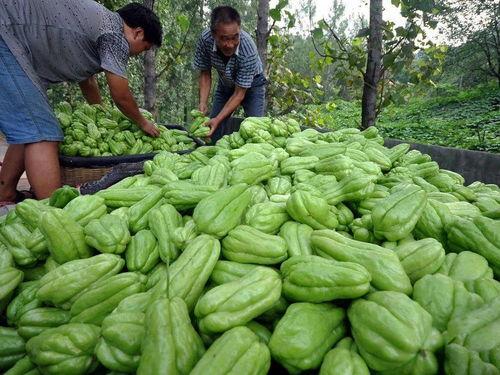 挖吃瓜,挖吃瓜背后的真相与内幕