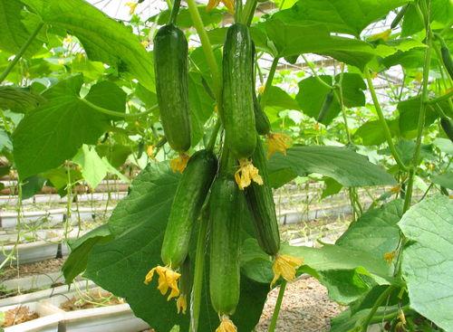 哪里在下雨吃瓜,探寻各地雨季特色美食之旅
