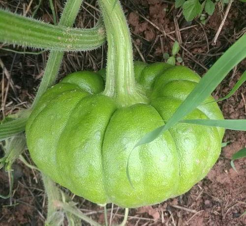 姜姜吃瓜全集,揭秘娱乐圈背后的秘密与真相