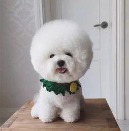 比熊可以吃瓜,瓜果时光的甜蜜邂逅