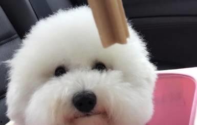 比熊可以吃瓜,瓜果时光的甜蜜邂逅