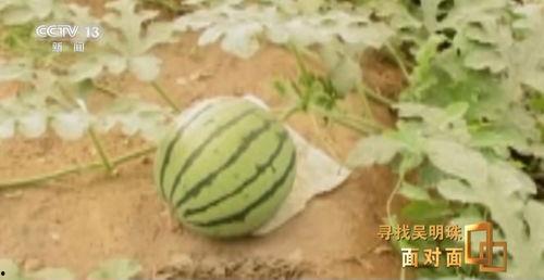 免费吃瓜论坛,揭秘娱乐圈幕后故事，带你畅游八卦海洋