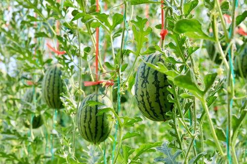 免费吃瓜论坛,揭秘娱乐圈幕后故事，带你畅游八卦海洋