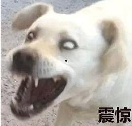 吃瓜狗表情包,网络时代的幽默风向标