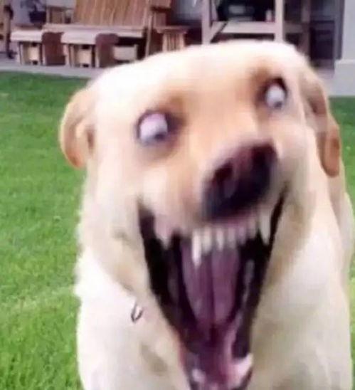 吃瓜狗表情包,网络时代的幽默风向标