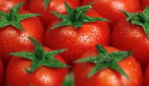 番茄吃瓜懂得都懂,揭秘“吃瓜群众”的智慧生活