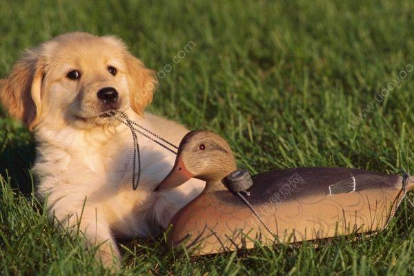 狗吃葫芦瓜好吗,葫芦瓜对狗狗的健康影响