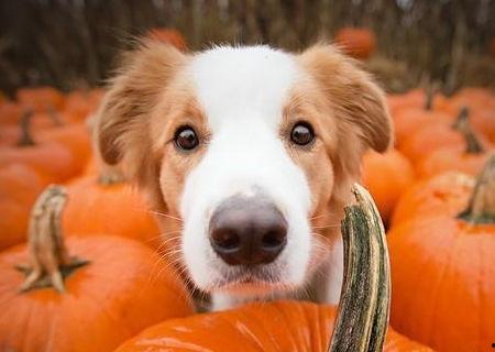 狗吃葫芦瓜好吗,葫芦瓜对狗狗的健康影响