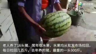 看你吃瓜视频,揭秘“看你吃瓜”视频背后的热门话题与娱乐焦点