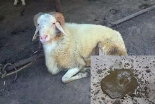 羊吃瓜拉肚子,探究动物饮食与健康的关系