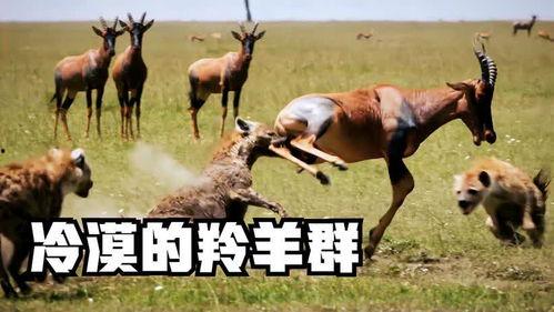 羊吃瓜拉肚子,探究动物饮食与健康的关系