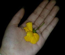 吃瓜花的视频素材,揭秘幕后故事，带你领略花式吃瓜乐趣