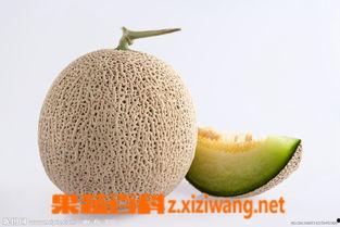 孕妇可以吃小蜜瓜,小蜜瓜的营养与食用指南