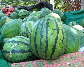 怎么吃石缝瓜好吃,解锁最佳食用秘诀