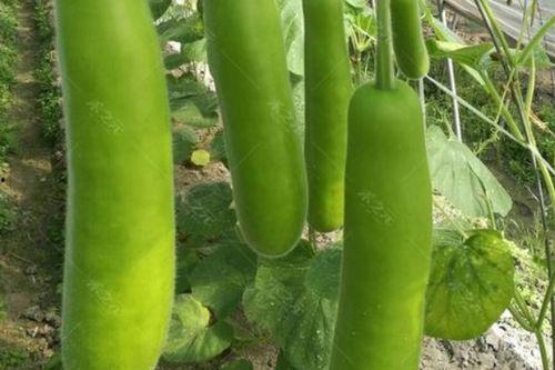 瓠瓜怎么吃减肥,轻松享瘦的绿色选择