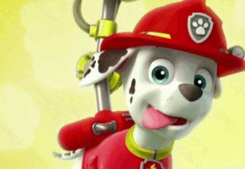 汪汪头吃瓜,揭秘娱乐圈的甜蜜与苦涩