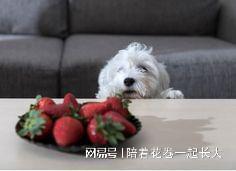 汪汪头吃瓜,揭秘娱乐圈的甜蜜与苦涩