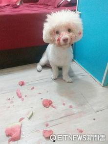 汪汪头吃瓜,揭秘娱乐圈的甜蜜与苦涩