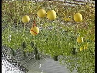 大名有瓜吃吗,瓜果飘香，美食之旅