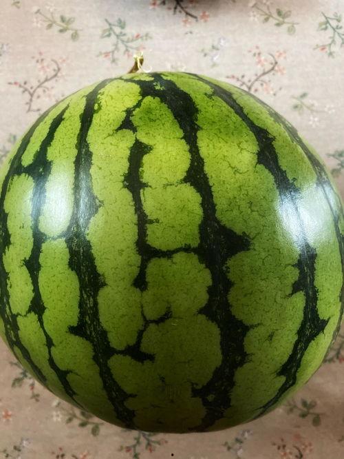 吃瓜表演视频全集,笑料百出，欢乐无限