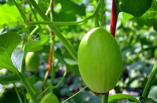 冬季吃蜜瓜腹泻,揭秘甜蜜背后的健康隐患