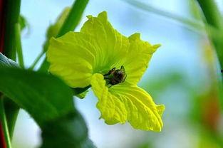 冬季吃蜜瓜腹泻,揭秘甜蜜背后的健康隐患