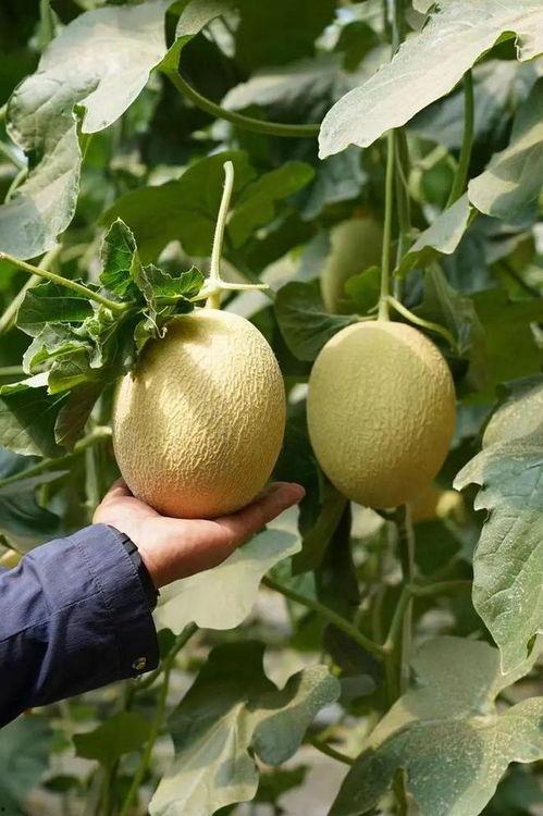 今日吃瓜 合集,盘点娱乐圈最新热点事件