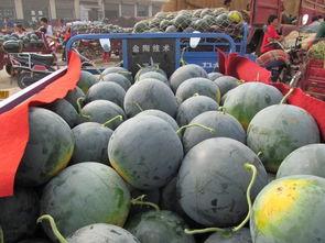 城里吃瓜的景象,揭秘都市里的“吃瓜”现象