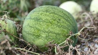 兰州现代吃瓜,吃瓜群众的美食之旅