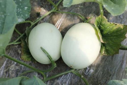 瓜玉菇怎么吃,探索美味与营养的完美融合