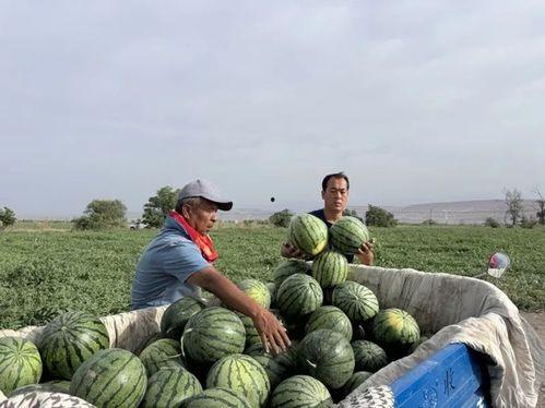 边看景点边吃瓜,边品瓜香——一场视觉与味蕾的双重盛宴