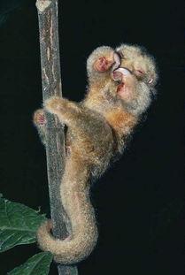 丁丁兽吃瓜,丁丁兽的瓜田奇遇记